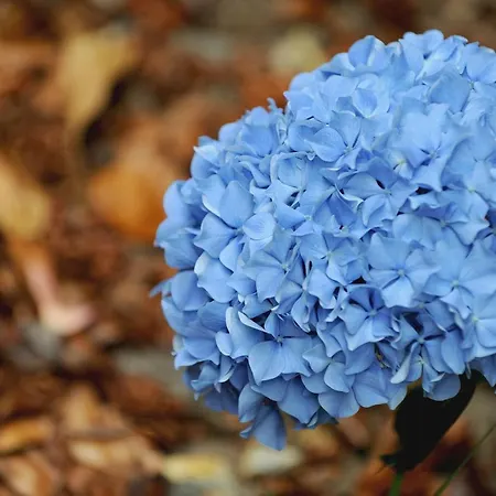 Quinta Da Cova Do Milho 호텔