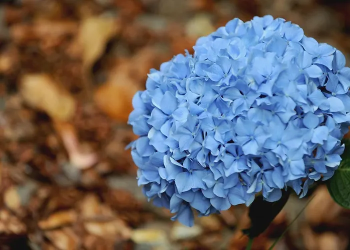 Quinta Da Cova Do Milho Hotell