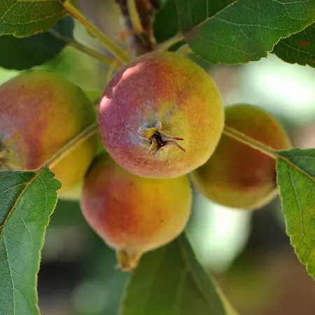 金塔大科瓦多米尔霍酒店
