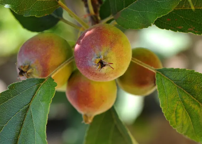 金塔大科瓦多米尔霍酒店